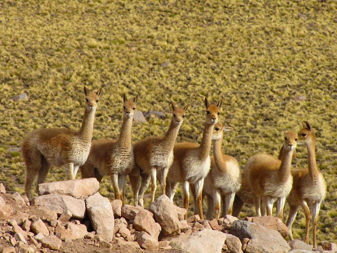 Atacama desert 2